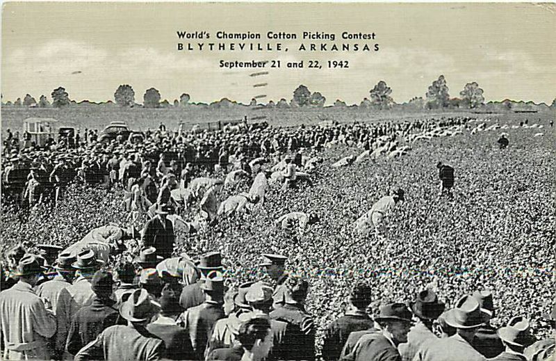 cotton picking contest