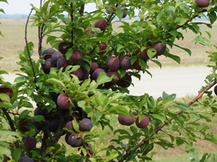 plum tree